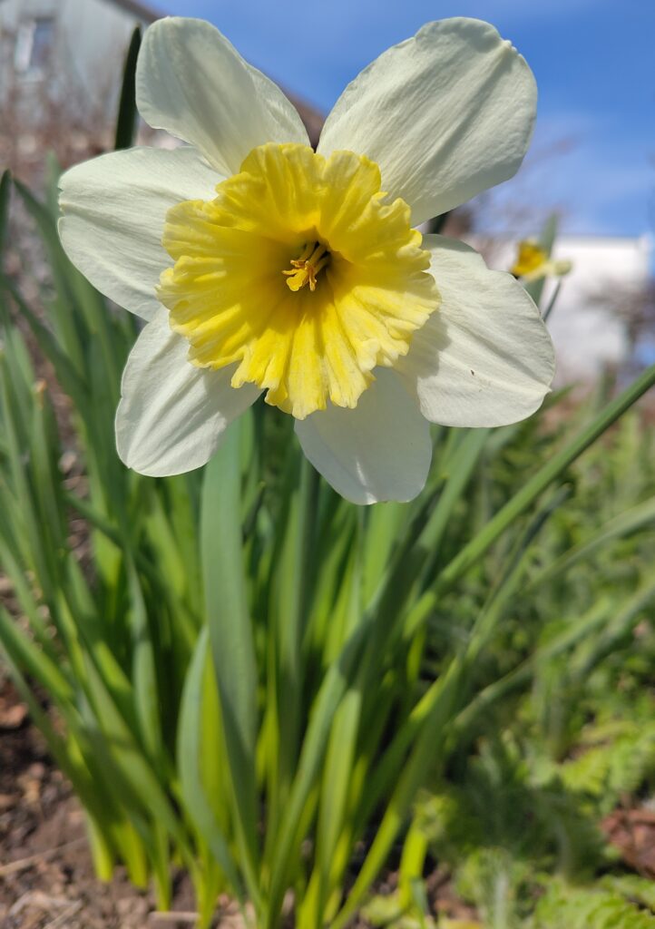 Narzisse mit blauem Himmel im Hintergrund